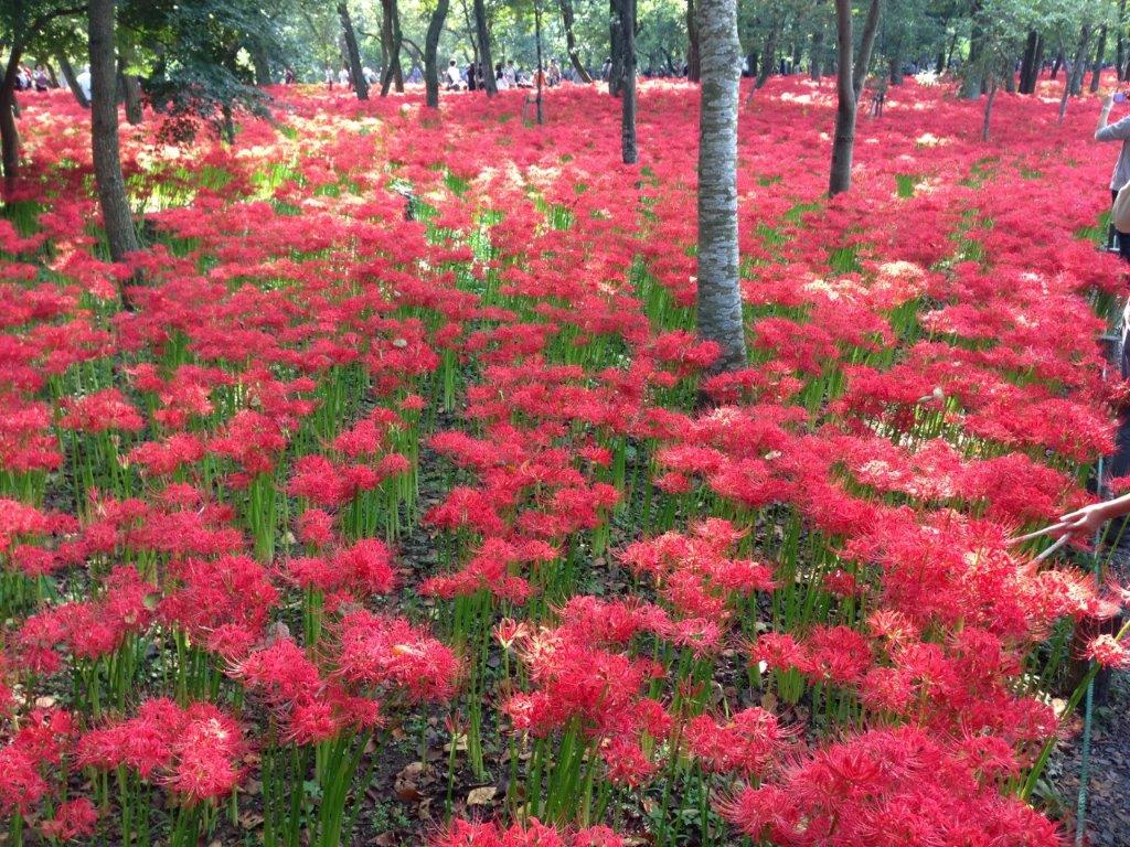 kinchakuda